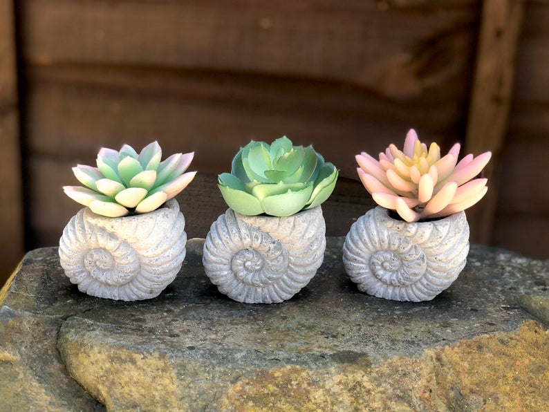 Faux Succulent in Concrete Ammonite Shell Pot