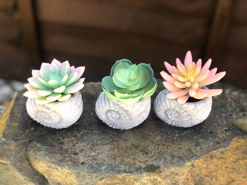 Faux Succulent in Concrete Ammonite Shell Pot