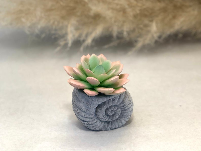 Faux Succulent in Concrete Ammonite Shell Pot