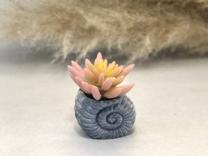 Faux Succulent in Concrete Ammonite Shell Pot