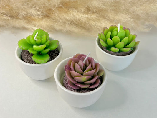 Succulent Candles in Ceramic Pots - Cacti Candle