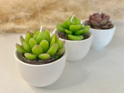 Succulent Candles in Ceramic Pots - Cacti Candle