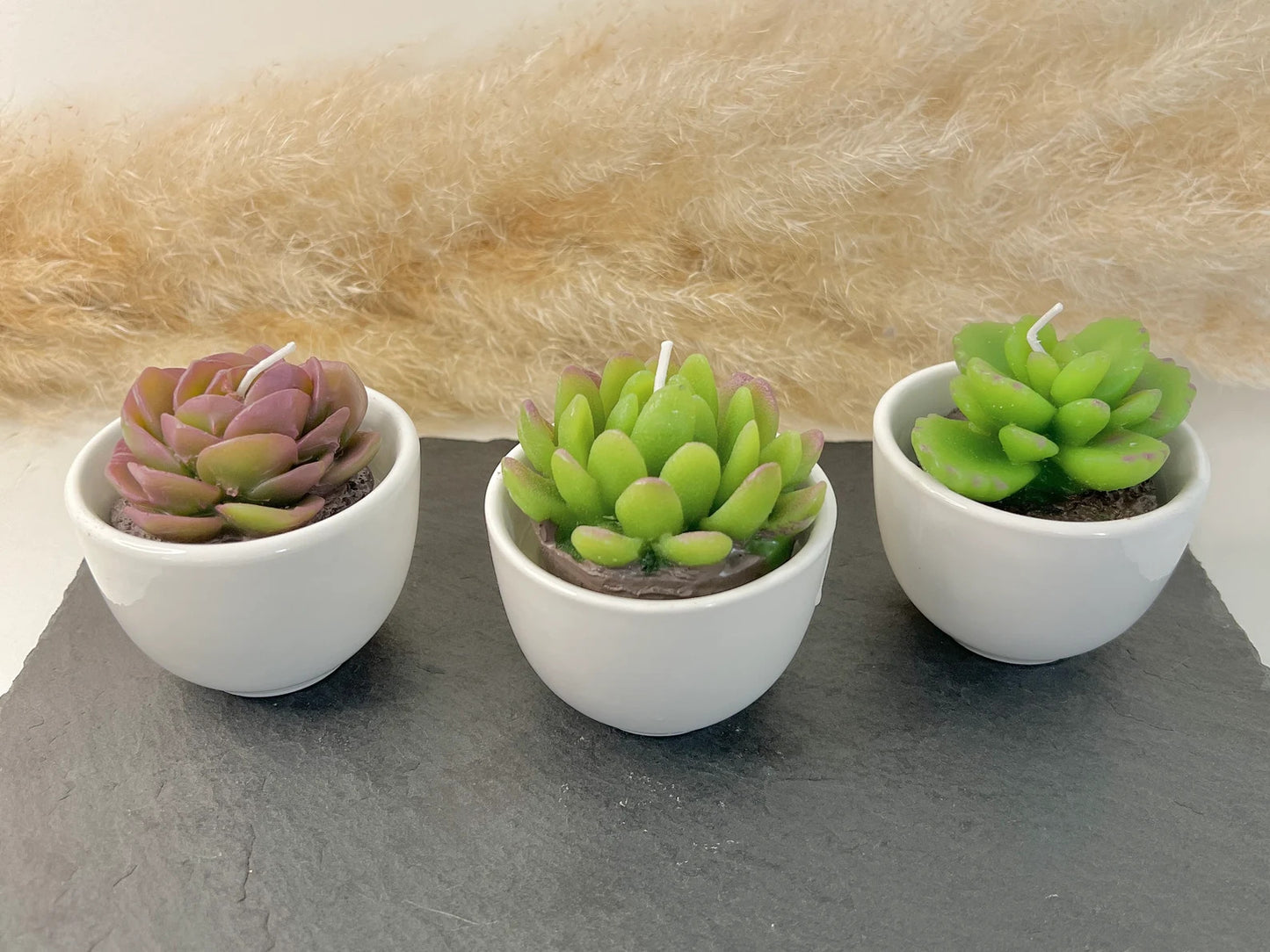 Succulent Candles in Ceramic Pots - Cacti Candle
