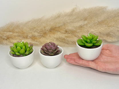 Succulent Candles in Ceramic Pots - Cacti Candle