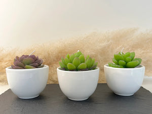 Succulent Candles in Ceramic Pots - Cacti Candle