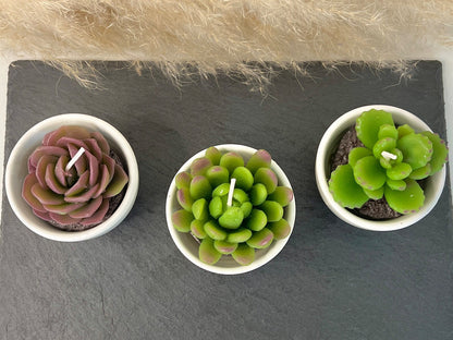 Succulent Candles in Ceramic Pots - Cacti Candle