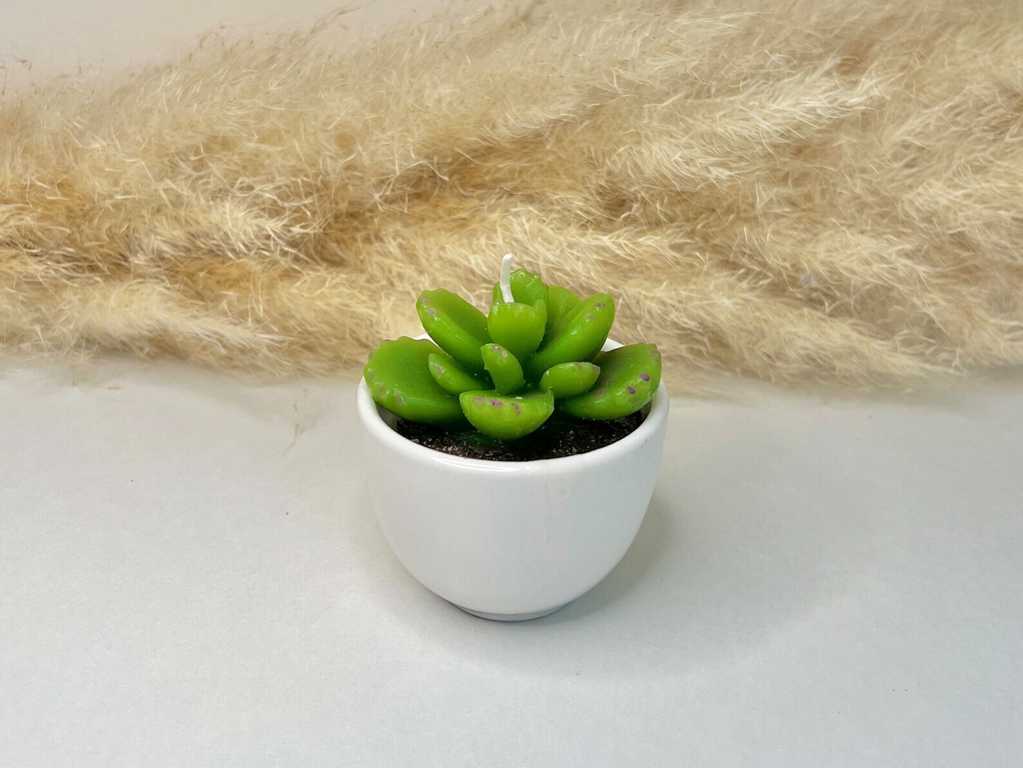Succulent Candles in Ceramic Pots - Cacti Candle
