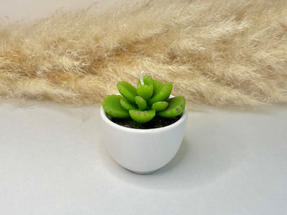 Succulent Candles in Ceramic Pots - Cacti Candle
