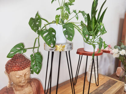 Wooden Plant Stands - Wood Houseplant Stands - House Plant Holders